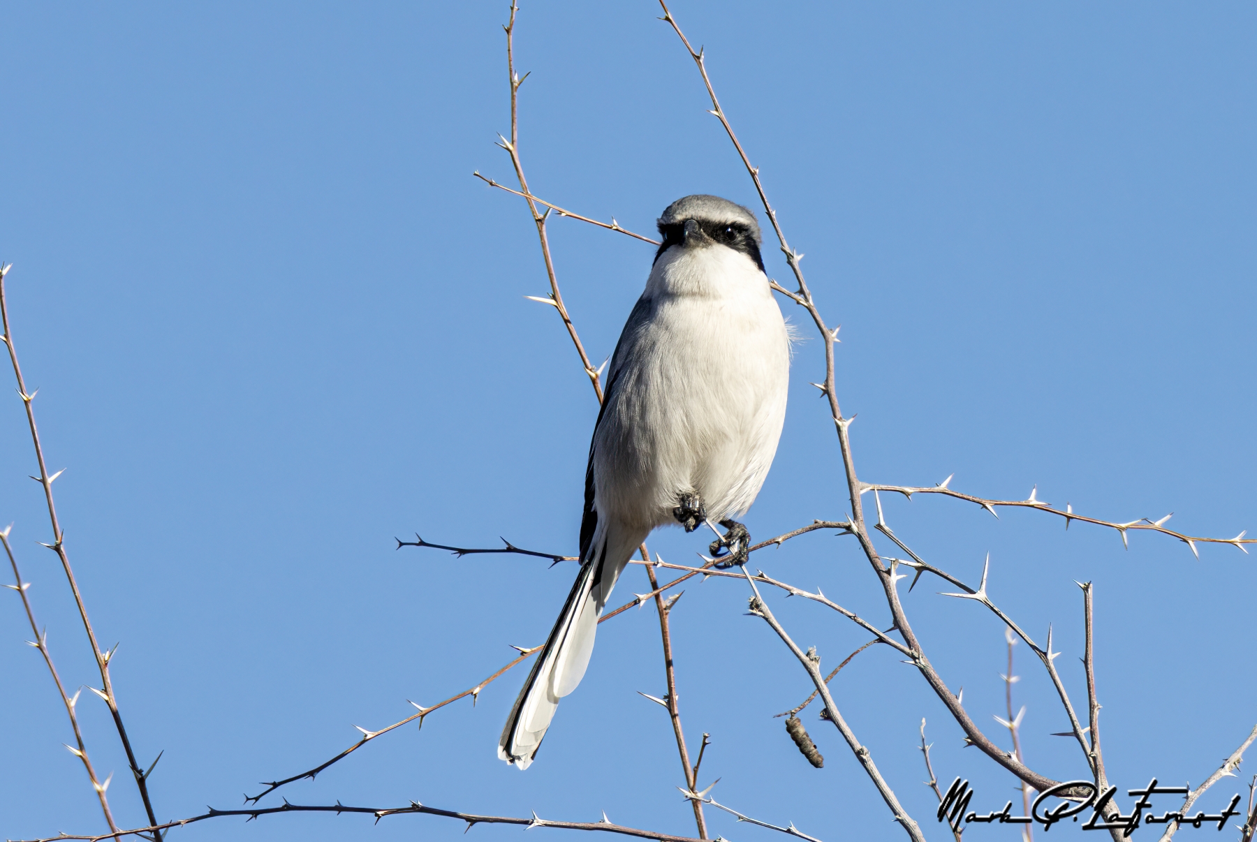 /gallery/north_america/USA/NM/bosque del apache/Loggerhead Shrike BdA Dec 2022-003_med.jpg